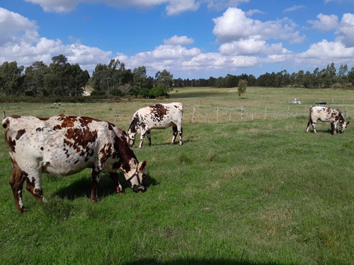 Chacra De 8 Hectareas En San Jacinto