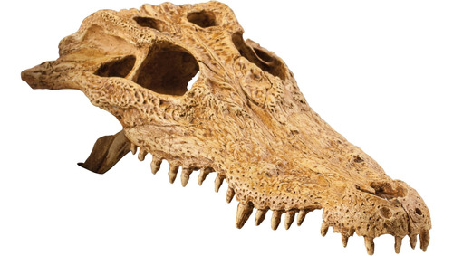 Exo Terra Terrarium Decor Croc Skull Lq, Para Reptiles Y Anf