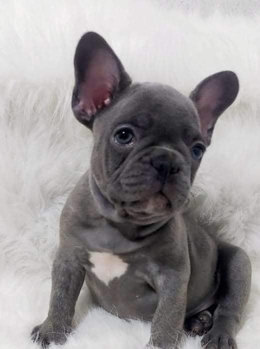 Imagen 2 de 6 de Bulldog Francés Colores Exóticos