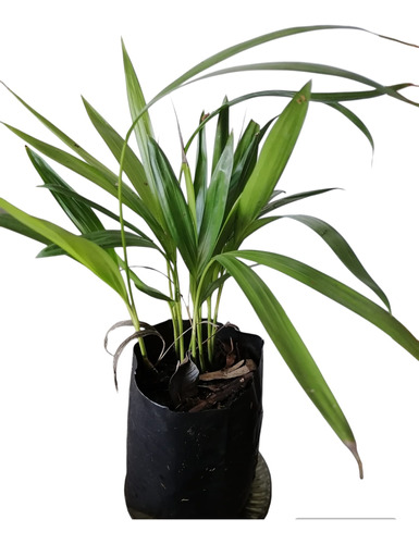 Palmera Areca, Ideal Para Dentro De Casa