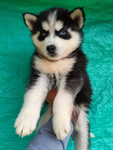 Imagen 9 de 10 de Husky Siberianos