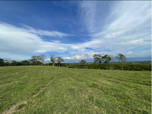 Se Vende Finca Grande Plana Entre Tebaida Y Pueblo Tapao Quindío 