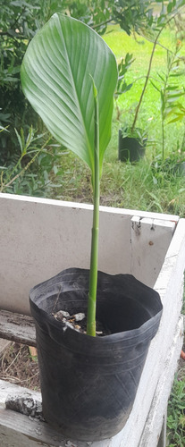 Plantines Orgánicos De Cúrcuma