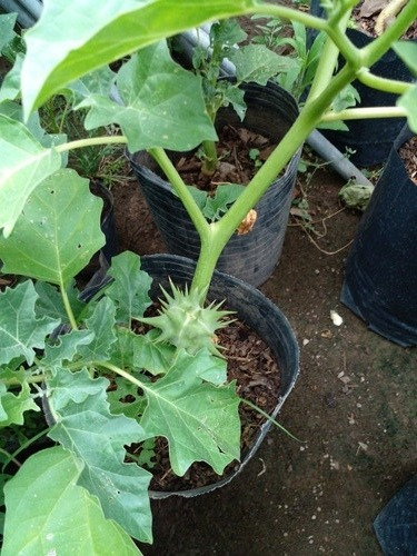 Datura Ferox - Chamico - Cultivos Organicos
