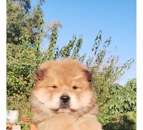 Chow Chow