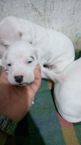 Vendo Últimas Dos Cachorras  Dogo Argentino Con Vacuna 