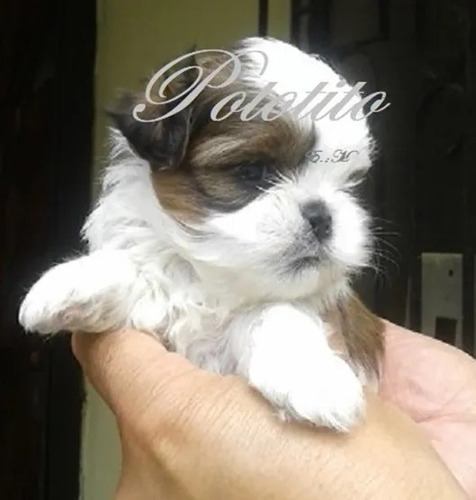 Shitzu Shih Tzu Shihtzu Mini 350 Pureza Garantizada