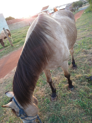 Crioulo