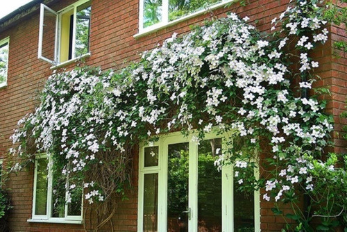 Imagem 5 de 5 de Muda De Turbina Corymbosa Linda Trepadeira De Flores Brancas