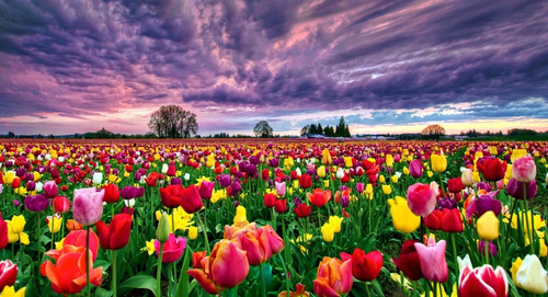 Tulipanes Patagonia - Bulbos X10 Colores Surtidos