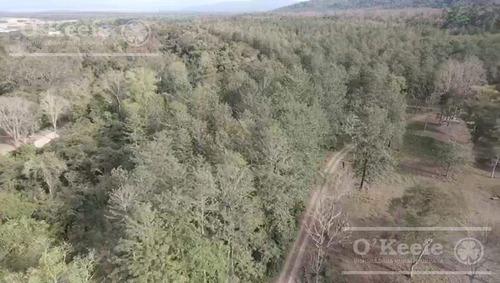Campo En Venta De 6300 Has En San Ramon De La Nueva Oran