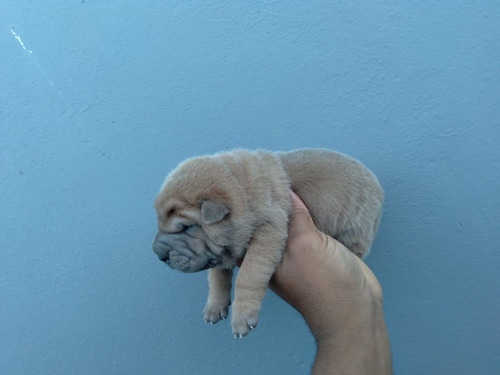 Imagem 5 de 5 de Filhotes De Sharpei Chinês Lindos E Vermífugados.