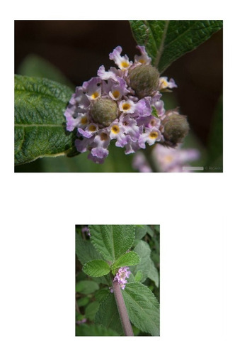 Erva Cidreira De Arbusto Lippia Alba  30 Sementes Para Mudas