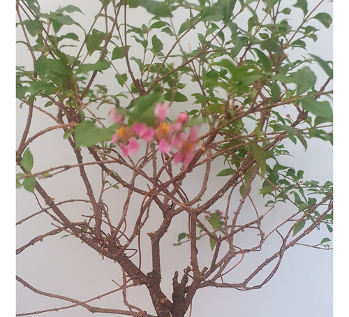 Bonsai De Malphiglia Global De Más De 10 Años