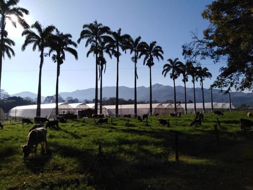 Imagen 1 de 20 de Finca En Carabobo Bejuma Aa