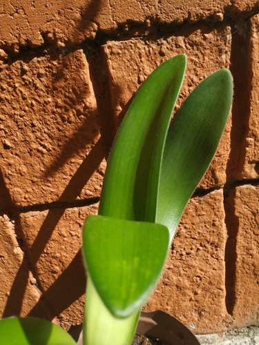 Brocha De Pintor Planta Bulbosa Hoja Suaves Y Anchas Da Flor