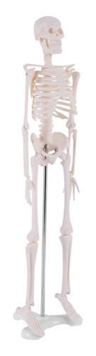 Póster Del Modelo 4 Del Esqueleto Anatómico Humano