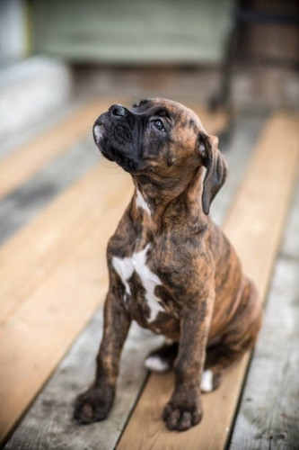 Cachorro Boxer Atigrado 07