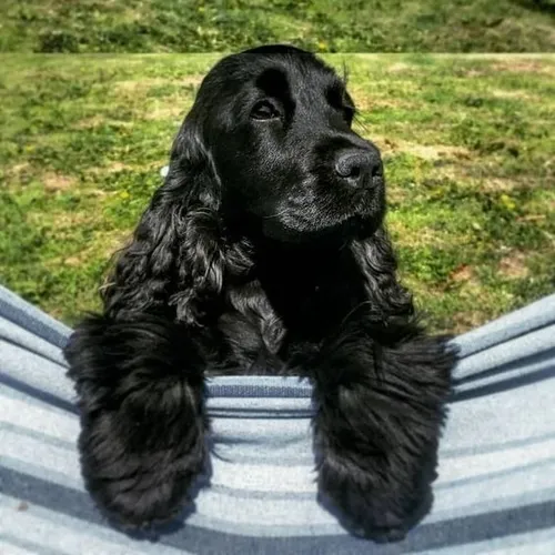 Cachorro Cocker Spaniel Puppy Coker Perrito Coquer