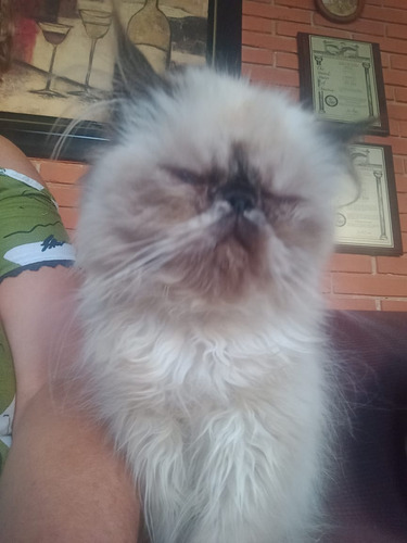 Gato Persa Himalayo