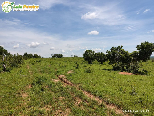 Imagem 3 de 8 de Fazenda À Venda De São Gabriel Do Oeste Ms - 554 Hectares (dupla Aptidão) - 2126