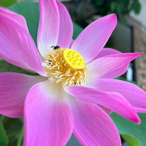 1000 Semente Flor De Lótus Rosa Nelumbo Alto Indice De Germi