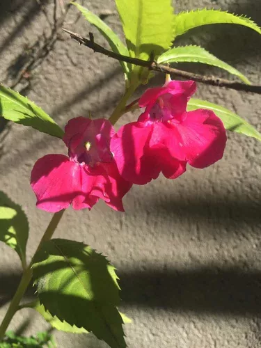 90 Sementes De Beijo Pink Dobrado. à venda em São Paulo Zona Sul São Paulo  por apenas R$ 18.00 - OCompra.com Brasil