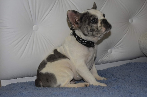 Bulldog Frances Pied Blue Merle Exótico Macho