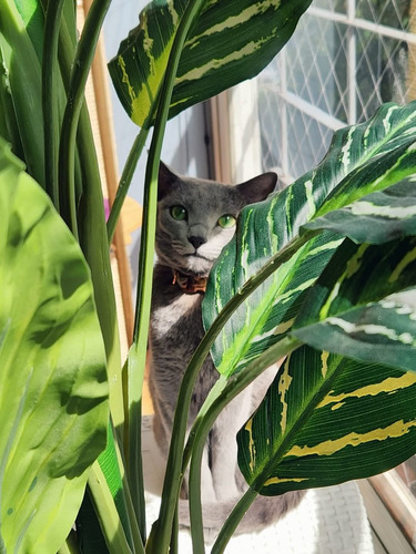 Gato Azul Ruso: Elegancia Y Carácter En Tu Hogar