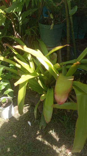 Bromelias