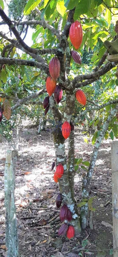 Imagem 19 de 30 de Fazenda Em Itabuna, Frente Para Br 101-160 Ha- R$ 10.000.000,00 - V65800