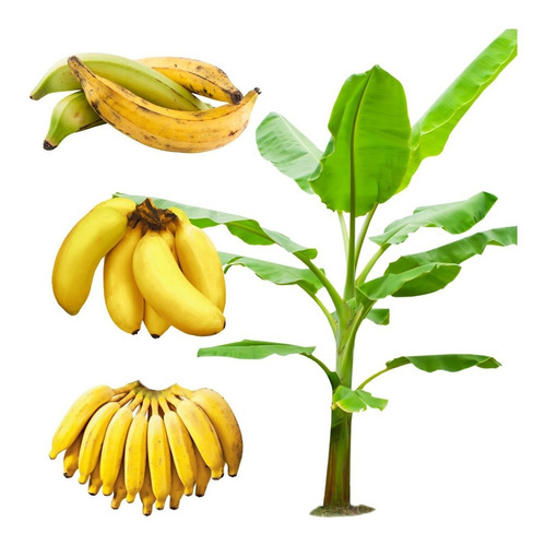 3 Mudas De Banana Da Terra Fritar Ou Cozinhar Pode Escolher