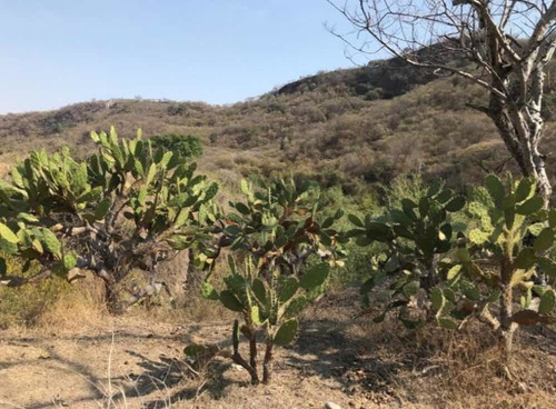 Imagen 3 de 14 de Rancho En Amacuzac, Huantitlan, Morelos.