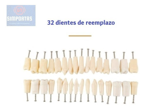 Imagen 1 de 2 de Dientes Para Modelo Nissin Tipodonto 32 Piezas Desmontables