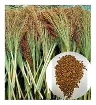 Comprar Sorgo Vassoura 500 Gr Sementes- Produção De Vassoura Caipi