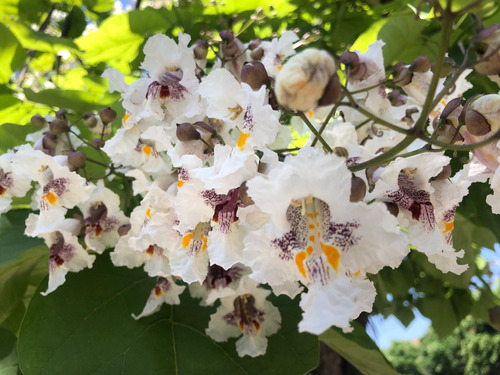 Catalpa