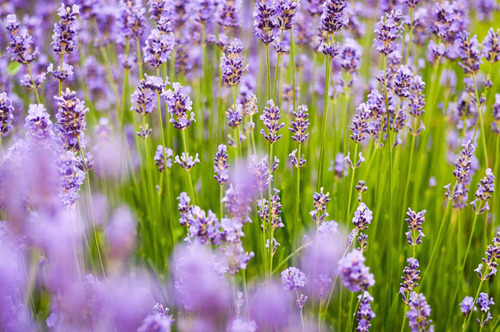 Cuadro 20x30cm Lavanda Flowers Campo Naturaleza Lila M2