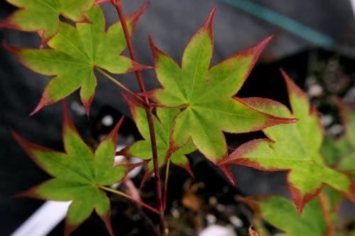 Arce Palmatum Shigarami