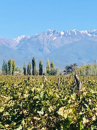 Imagen 16 de 17 de Valle De Uco - Venta Parcelas Con Viñedos