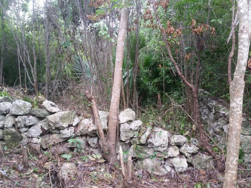 Imagen 3 de 12 de Terreno En Venta Cuna Maya Smza. 205