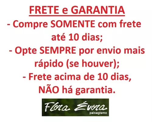 DAMA DA NOITE – Decore – Vaso & Verde