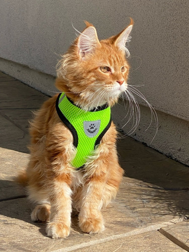 Chaleco reflectante para mascotas con cuello en el pecho, color guía, verde, liso, talla M