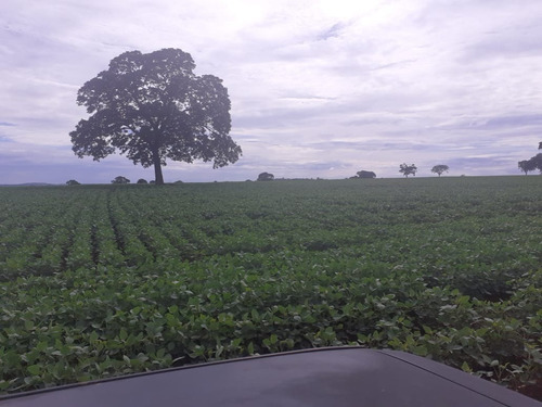 Imagem 3 de 4 de Linda Fazenda Para Venda Na Região De Miguelopolis-sp / Agua Comprida-mg, Com 130 Hectares Sendo 128 Hectares Em Soja, Margens Rio Grande - Fa00255 - 69529409