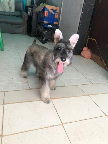 Perro Schnauzer Para La Montar 