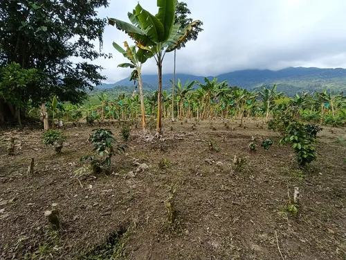 Se Vende Finca Quebradanegra Calarcá Quindío