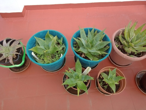 Planta Aloe Vera Arborescens