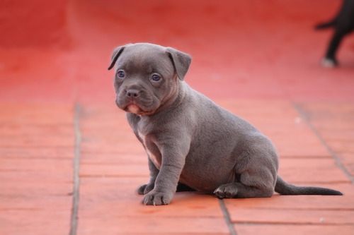 American Bully Cachorros