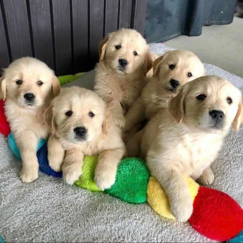 Hermosos Cachorros Golden Retriever Puros