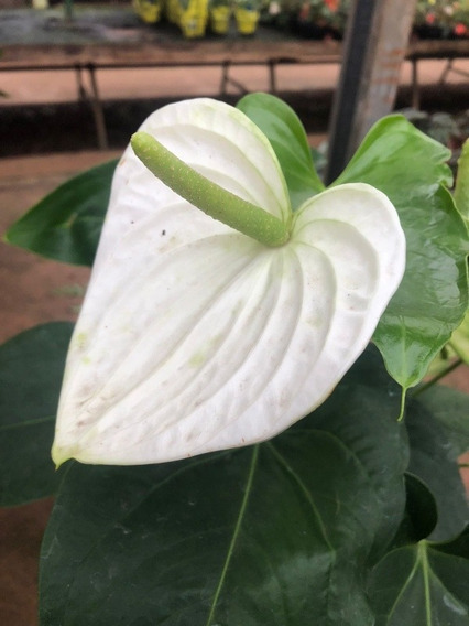 Antúrio Branco 40cm Com Flores No Vaso Grande | Parcelamento sem juros