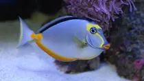 Comprar Pez Cirujano Naso Acuario Marino Peces